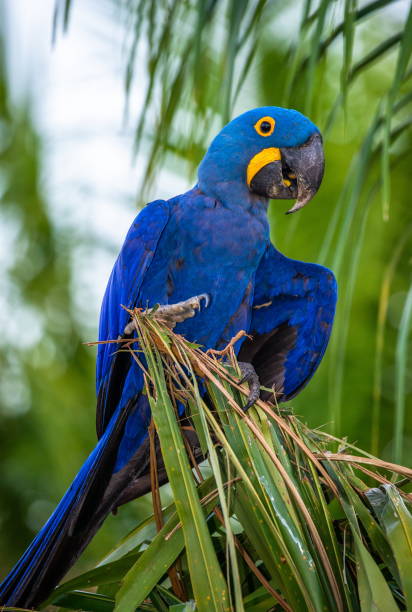 istock Hyacinth Macaw is sitting on a palm tree. 1214676722