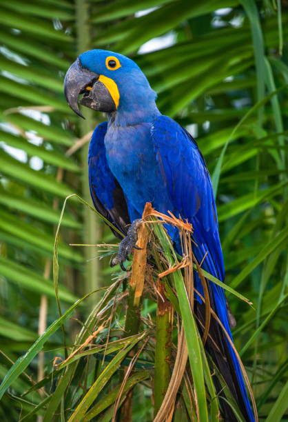 istock Hyacinth Macaw is sitting on a palm tree. 1214676725