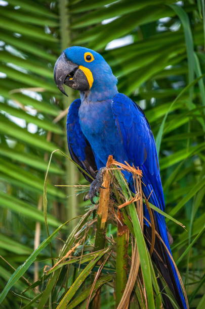 istock Hyacinth Macaw is sitting on a palm tree. 1214676869