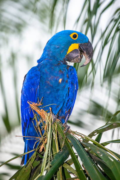 istock Hyacinth Macaw is sitting on a palm tree. 1214676873