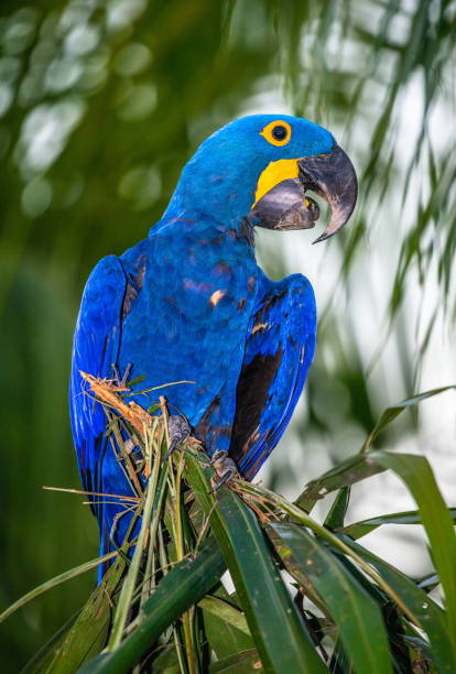 istock Hyacinth Macaw is sitting on a palm tree. 1214676877