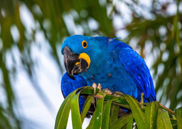 istock Hyacinth Macaw is sitting on a palm tree. 1214677052