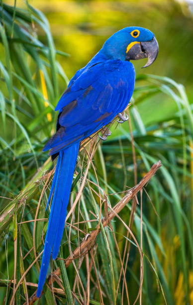 istock Hyacinth Macaw is sitting on a palm tree. 1214677071