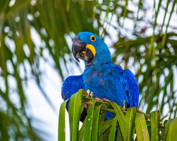 istock Hyacinth Macaw is sitting on a palm tree. 1214677120