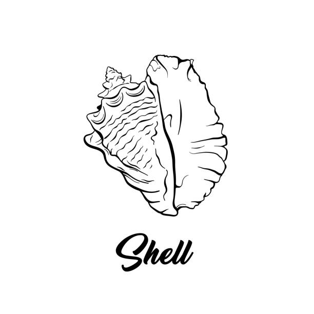 Conch Shell Tattoos Illustrations, Royalty-Free Vector Graphics & Clip Art  - iStock