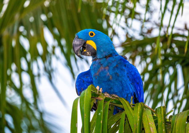 istock Hyacinth Macaw is sitting on a palm tree. 1214677288
