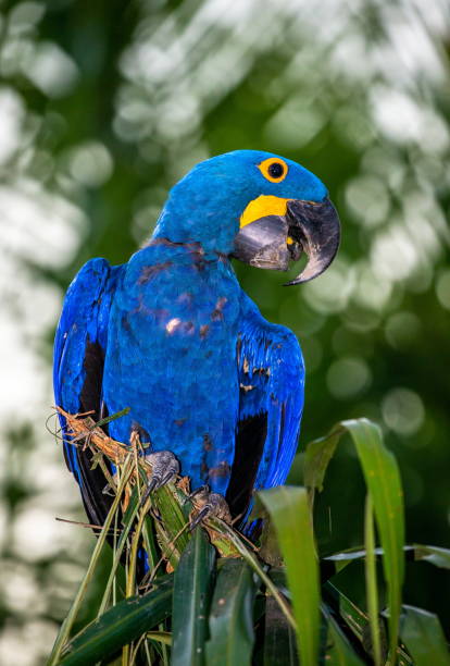 istock Hyacinth Macaw is sitting on a palm tree. 1214677310