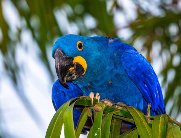 istock Hyacinth Macaw is sitting on a palm tree. 1214677404