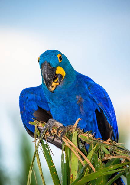 istock Hyacinth Macaw is sitting on a palm tree and eating nuts. 1214677531