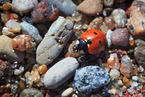 coccinelle rouge sur les petites pierres dans la journée ensoleillée. - septempunctata photos et images de collection