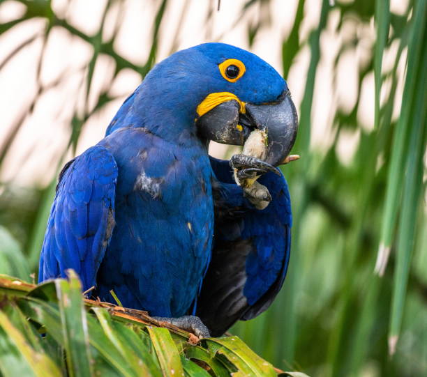 istock Hyacinth Macaw is sitting on a palm tree and eating nuts. 1214678984