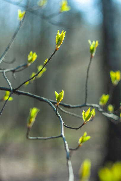 istock branches of bushes with the first leaves in the spring 1214679207