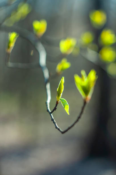 istock branches of bushes with the first leaves in the spring 1214679208