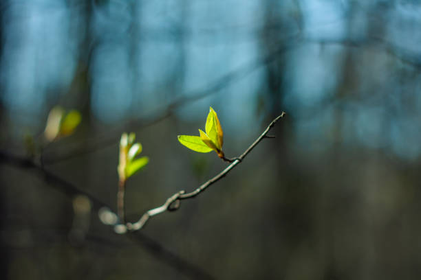 istock branches of bushes with the first leaves in the spring 1214679210