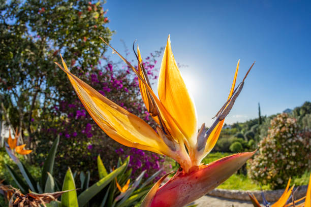 istock beautiful strelitzia in the garden 1214679346