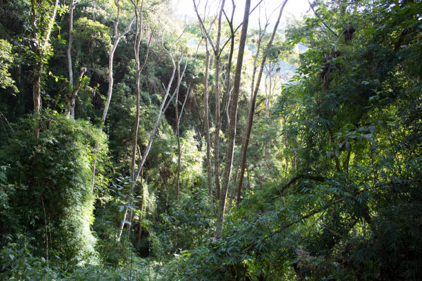 istock Vetation and trees in the tropical forest 1214679495