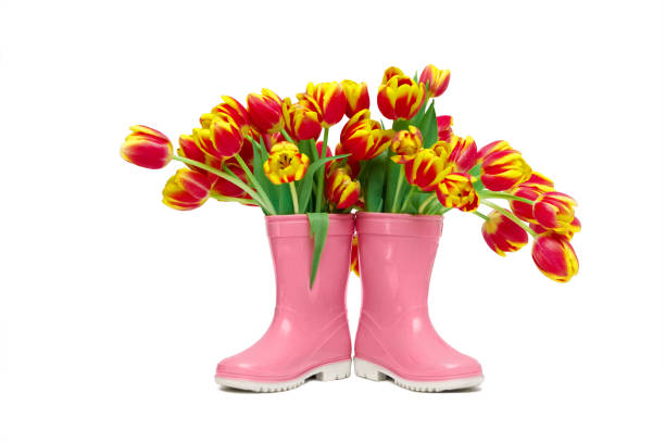 istock red flowers tulips with yellow border in ain pink rubber boots on white background, isolate 1214680053