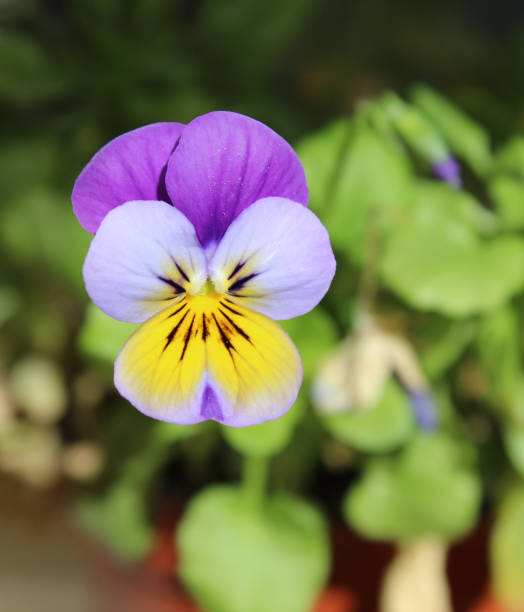 istock Purple and yellow pansy flower in bloom 1214680836