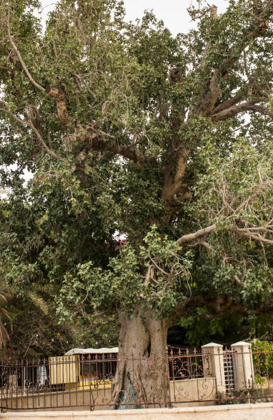 istock Sykomora in Jericho,  a tree mentioned in the Bible 1214680877