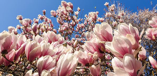 Magnolia flower tree blossom at early spring time