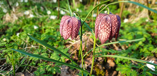 Two growing Snake's Head Fritillary (Fritillaria meleagris) in spring.