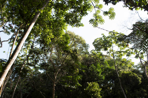 istock Vetation and trees in the tropical forest 1214682842