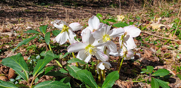 Bunch of blooming hellebores in forest in spring.
