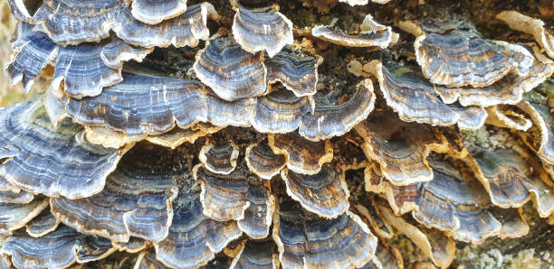 istock bunch of wood mushrooms 1214683329