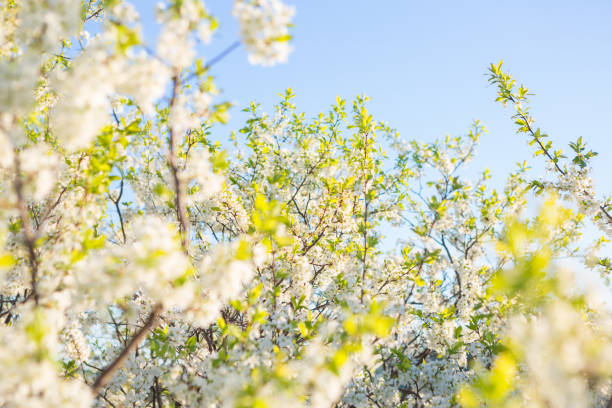 istock Blooming sakura tree on sky background in garden or park. Cherry blossom. Japanese spring scenics Spring flowers, Spring Background, Spring nature. 1214683518