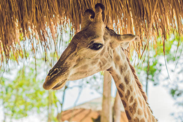 istock Portrait of a giraffe against a thatched roof 1214685774