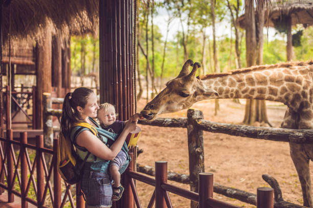 Happy mother and son watching and feeding giraffe in zoo. Happy family having fun with animals safari park on warm summer day stock photo