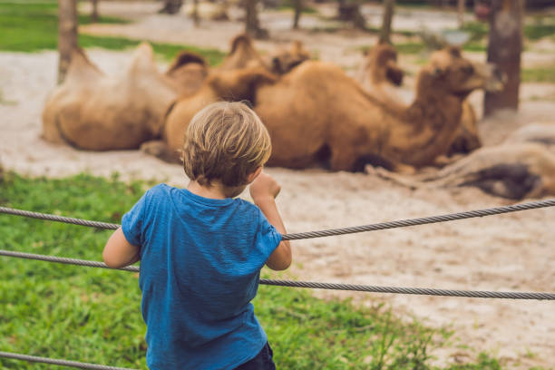 The boy looks at the camels at the zoo The boy looks at the camels at the zoo. The boy looks at the camels at the zoo. camel colored photos stock pictures, royalty-free photos & images