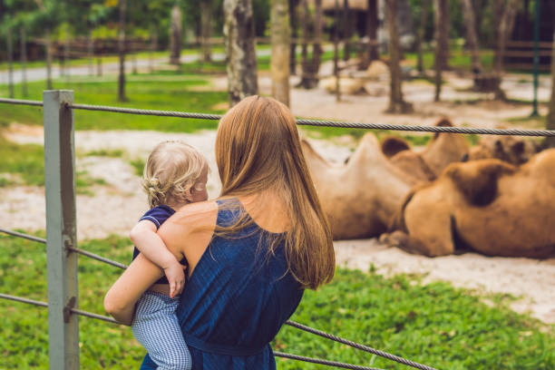 mother and son looks at the camels at the zoo - bactrian camel imagens e fotografias de stock