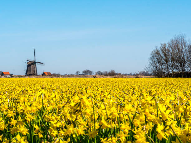 tulipany i wiatrak, w pobliżu schagen, holandia - polder windmill space landscape zdjęcia i obrazy z banku zdjęć
