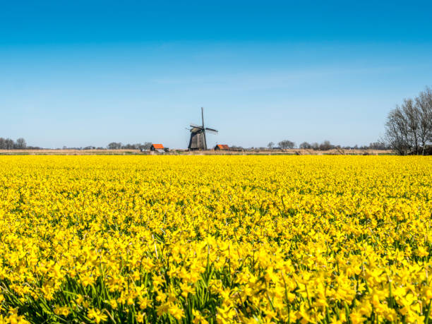 istock Tulips and Windmill, near Schagen, the Netherlands 1214687037