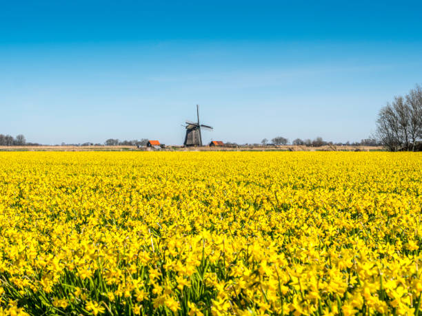tulipas e moinho de vento, perto de schagen, países baixos - polder windmill space landscape - fotografias e filmes do acervo
