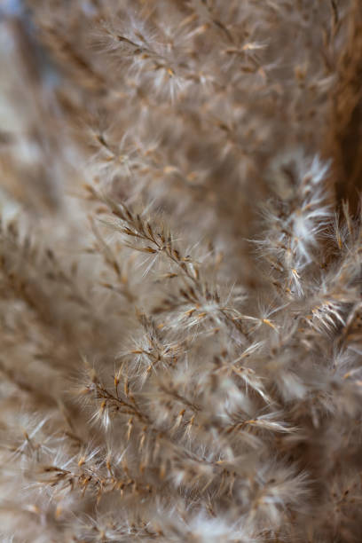 istock close up of Pampas grass 1214687298