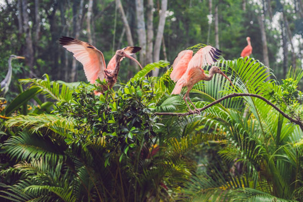 Wildlife and rainforest exotic tropical birds in a bird park.