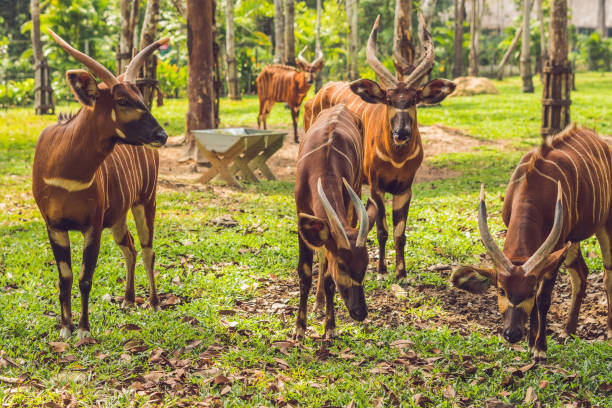 Beautiful animal - big eastern bongo antelope, extremely rare animal Beautiful animal - big eastern bongo antelope, extremely rare animal. antelope bongo stock pictures, royalty-free photos & images