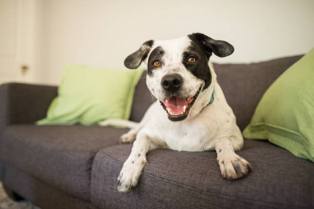 Happy dog on a couch Spotted mixed breed dog smiling at the camera sitting on a sofa mixed breed dog stock pictures, royalty-free photos & images