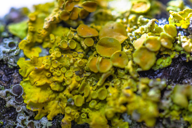 istock close up of yellow lichen 1214692187