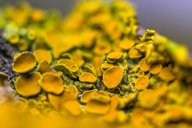 istock close up of yellow lichen 1214692263