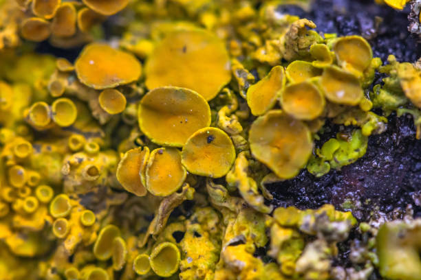 istock close up of yellow lichen 1214692575