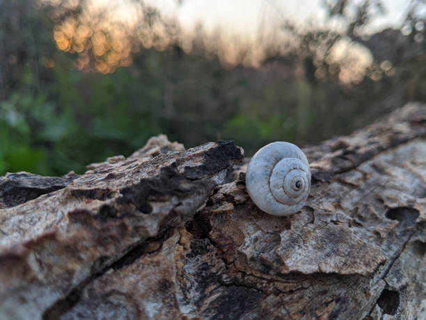 istock snails in their habitat 1214692936