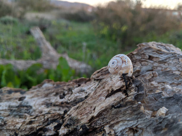 snails at estivation season in their habitat