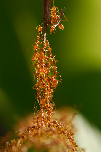A colony of red ants building a bridge