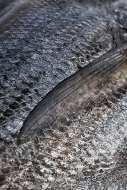Closeup of fresh caught sea bass fish. Fish scales abstract. stock photo