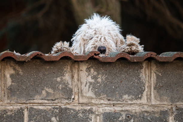 Puli (sheepdog from Hungary) is on duty.