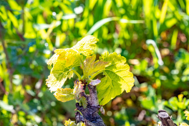 istock vine bud at an old grape plant in the vineyard 1214695833