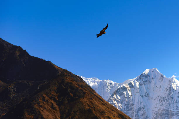 istock A bird is flying with mountain view behind 1214696264